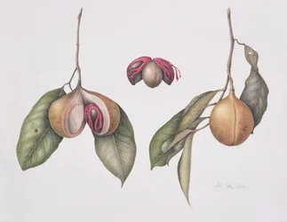 Muskatnuss (Myristica fragrans)